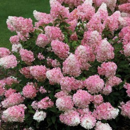 Hydrangea 'Vanilla Fraise' - Pink.