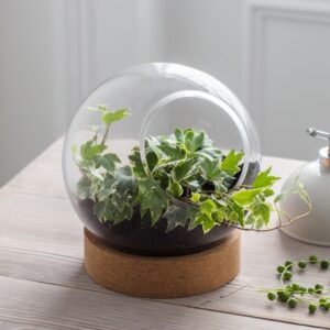 Tabletop Terrarium with cork base. Large. Plants sold separately