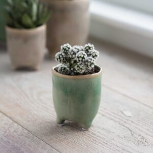 Plant pot in small, fresh foliage green. Crackle glaze. For small cacti and succulents.