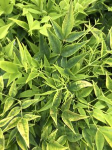 Nandina domestica "Lemon & Lime"