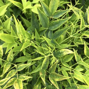 Nandina domestica "Lemon & Lime"