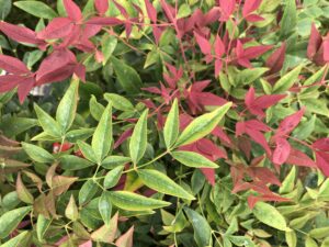 Nandina domestica "Obsessed"