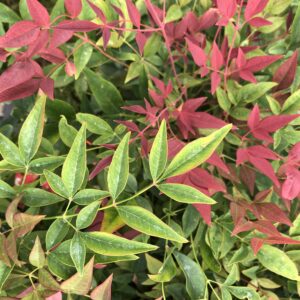 Nandina domestica "Obsessed"