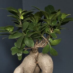 Ficus Ginseng
