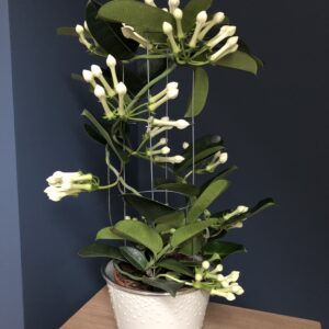 Stephanotis in cream metal planter.