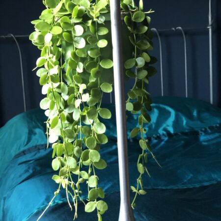 String of Nickels....Dischidia nummularia. Hanging interior plant.