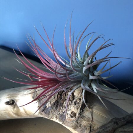 Air Plant...Tillandsia "Ionantha red".