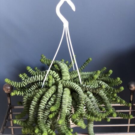 Posh Plants. Funky Crassula Hottentot, common name is The Jade Necklace Vine.