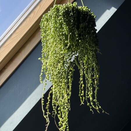 String of Pearls...Senecio Rowleyanus. Hanging house plant.